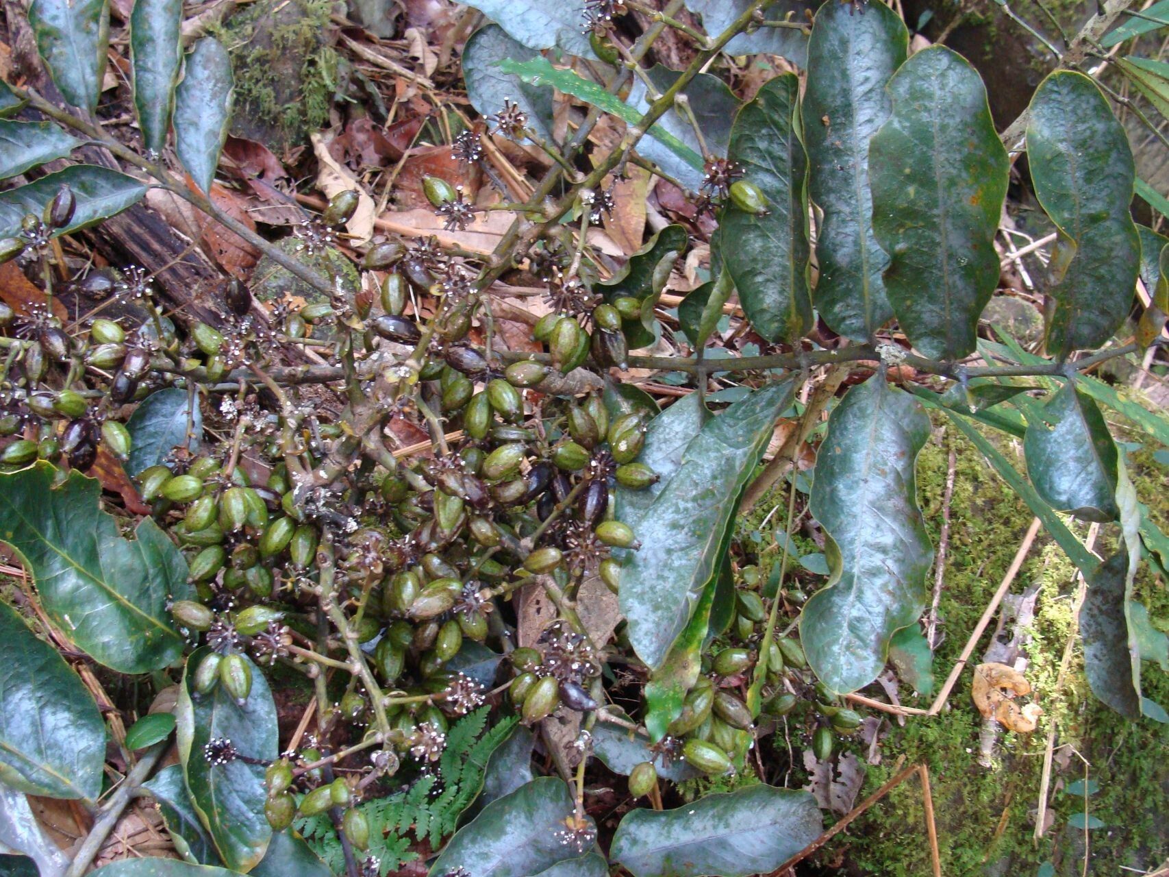 Schefflera pseudocandelabrum habit