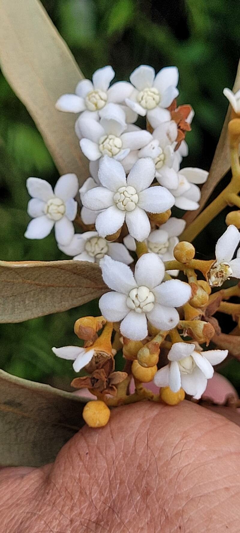 Nectandra oppositifolia — search result for 'Nectandra'
