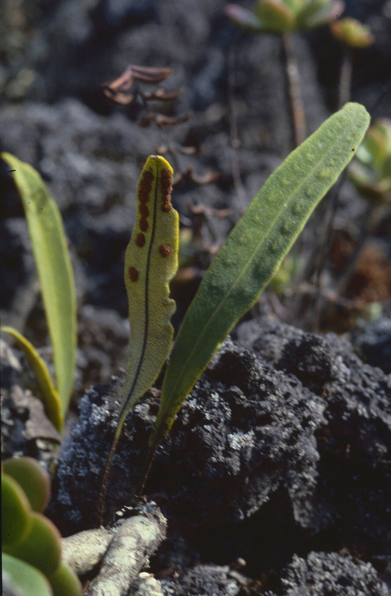 Pleopeltis polylepis leaf