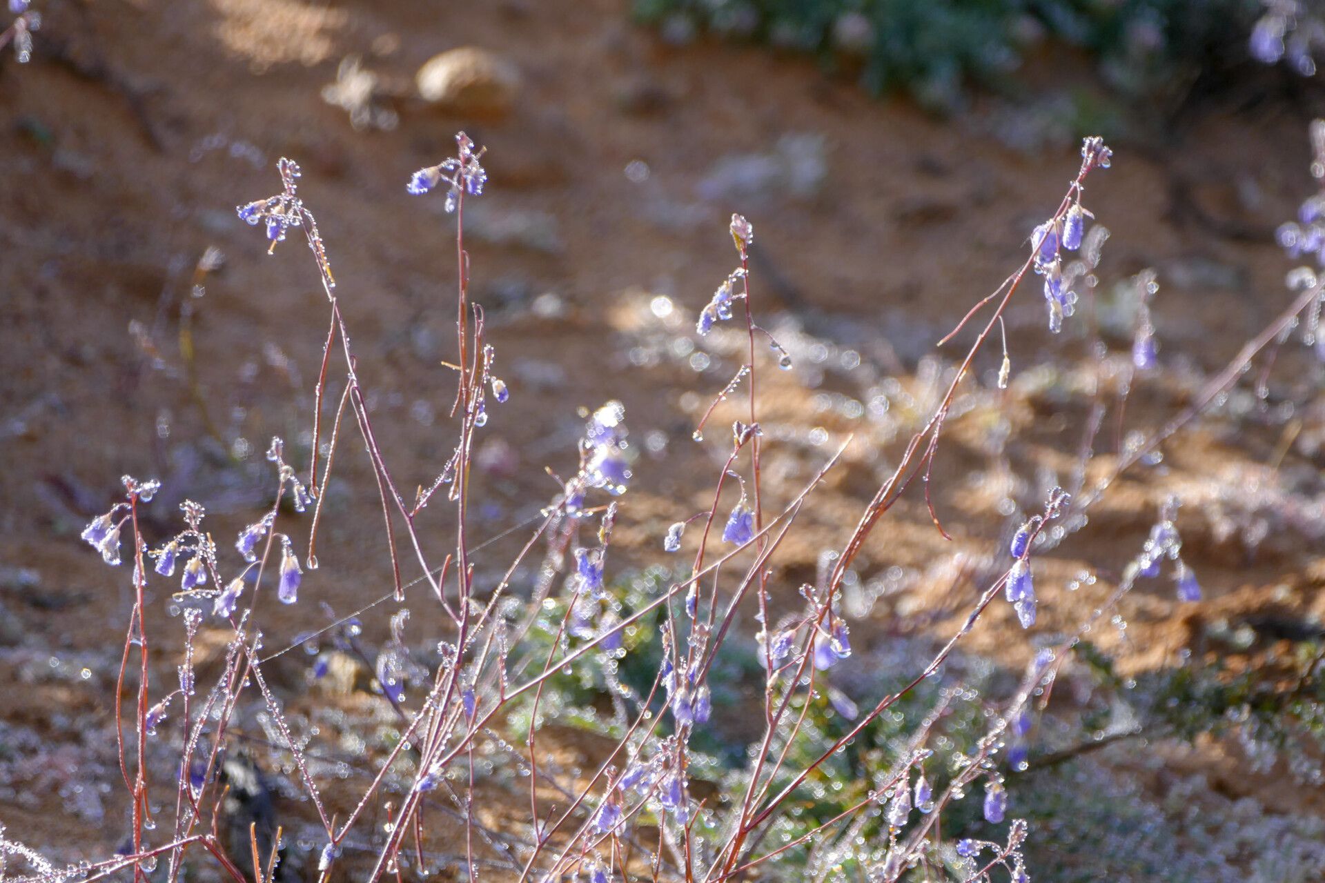 Heliophila schulzii — houseplant care guide