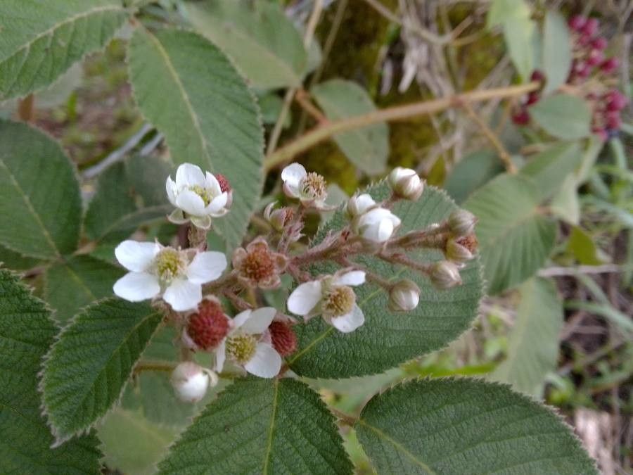 Rubus pyramidalis flower