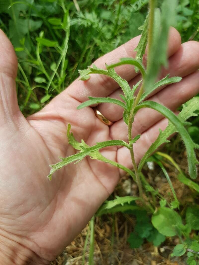 Layia chrysanthemoides — related species from the same genus