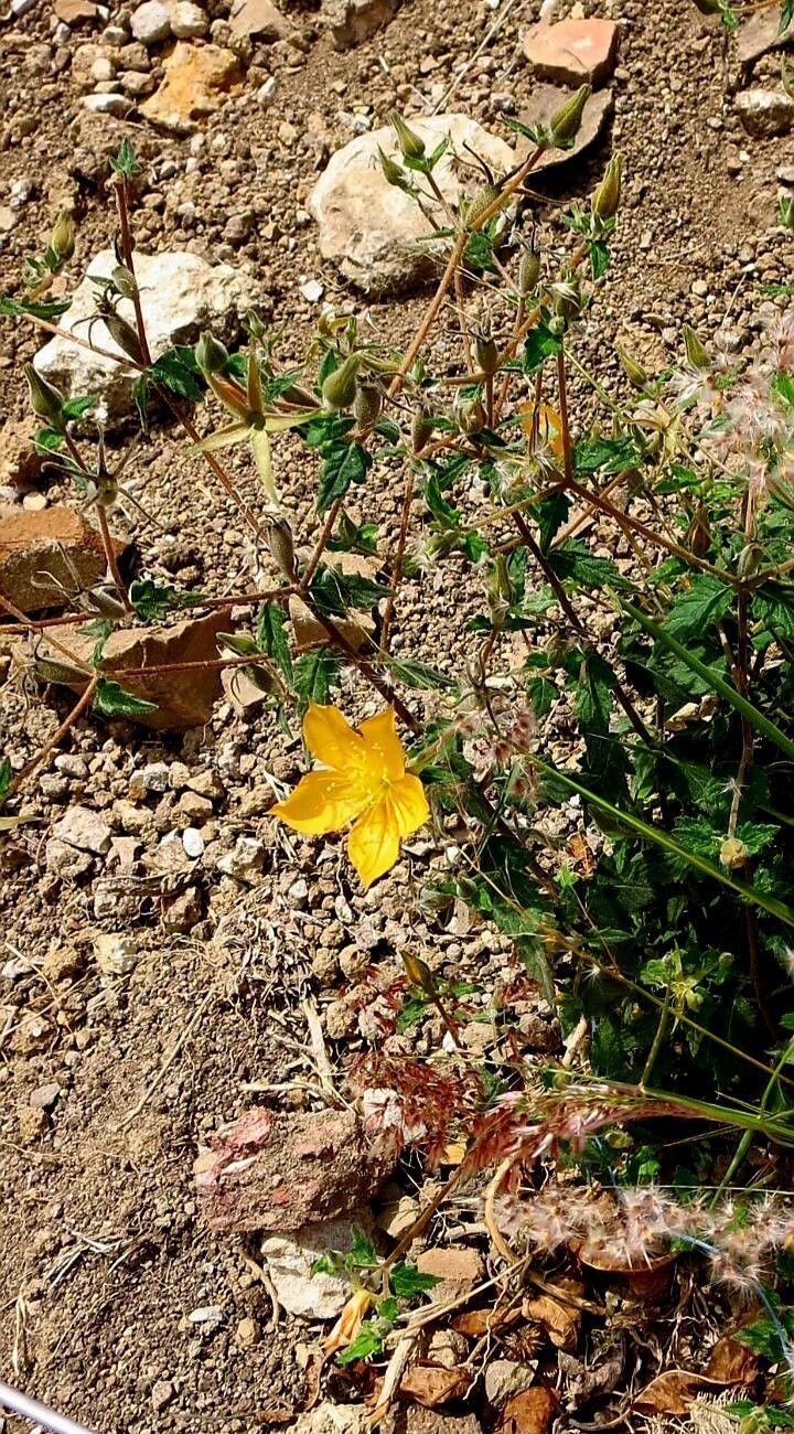 Mentzelia incisa flower