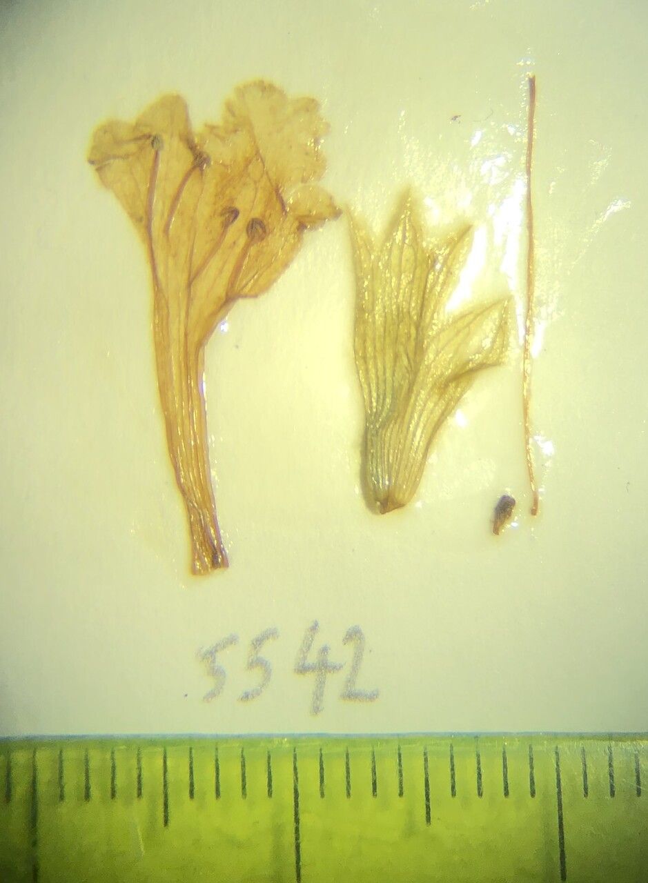 Nepeta nivalis other