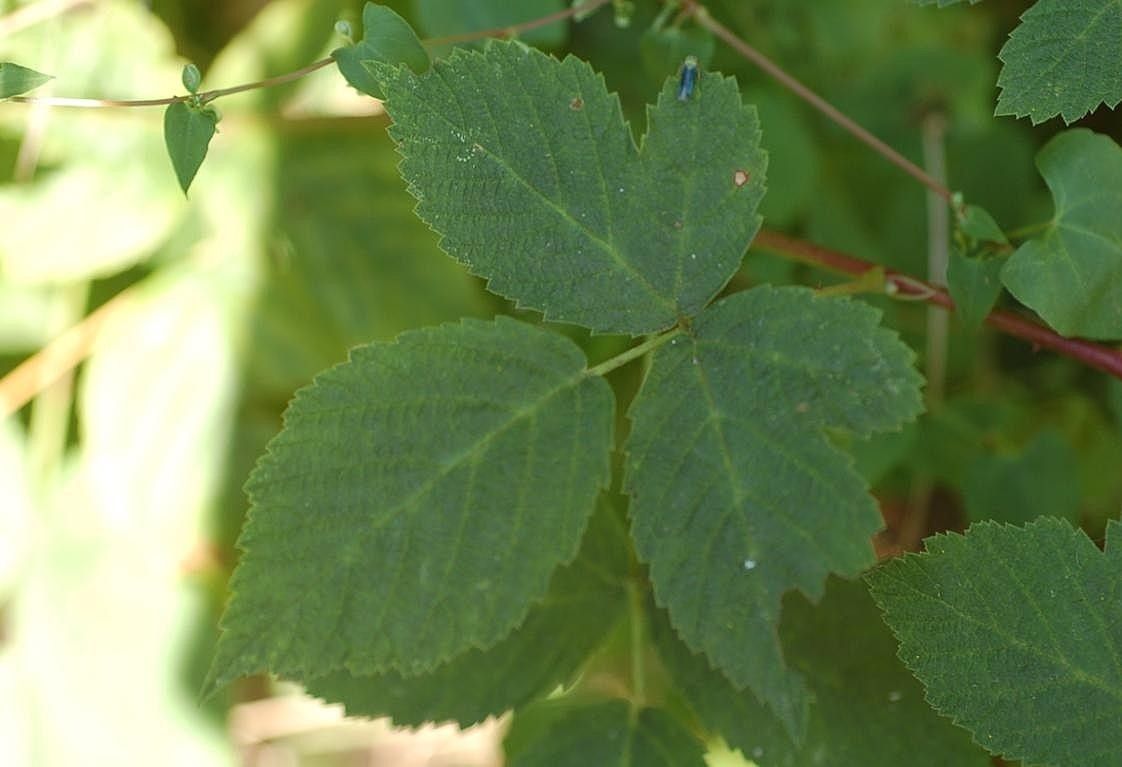 Rubus rhombicus leaf