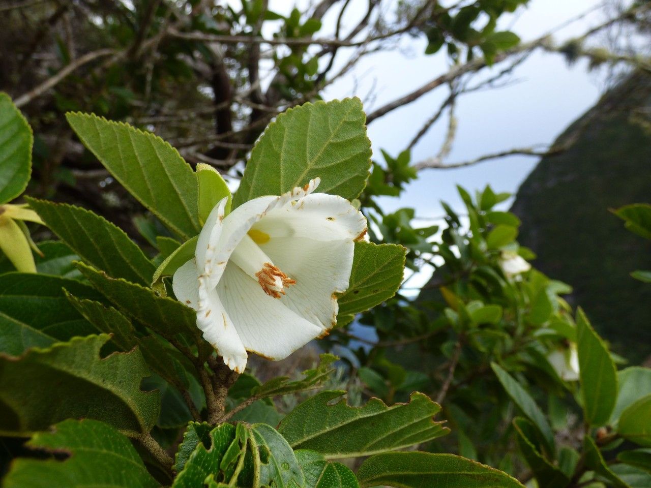Ruizia granulata flower