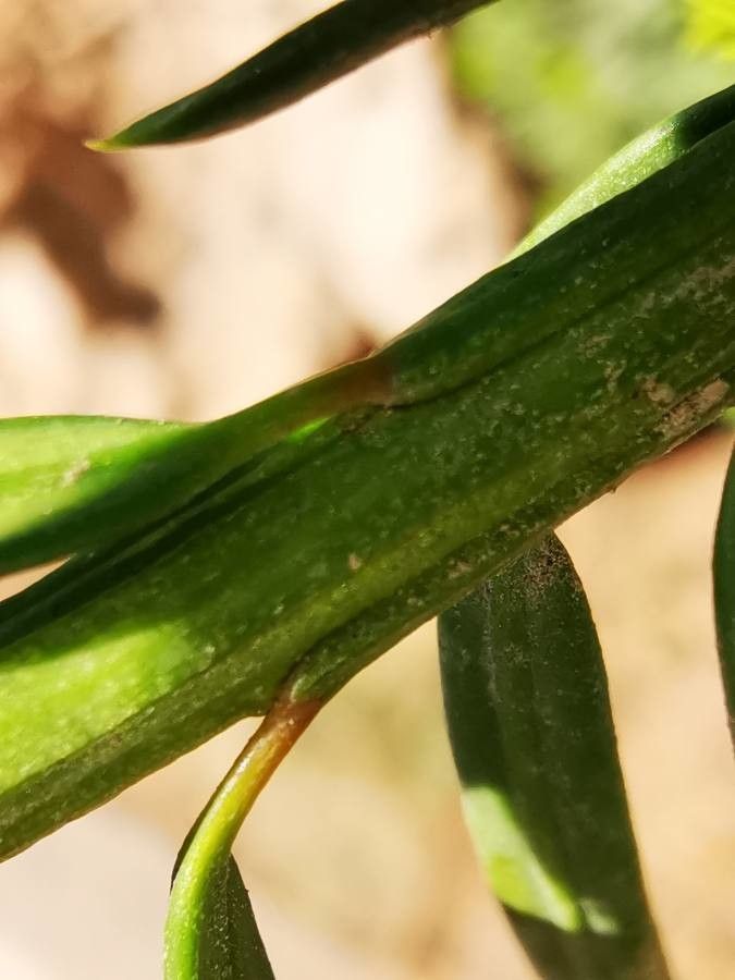 Keteleeria davidiana other