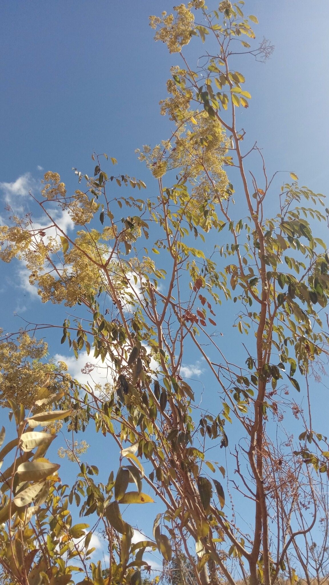 Dalbergia peltieri habit
