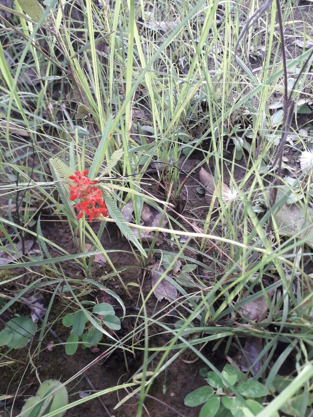 Satyrium orbiculare habit