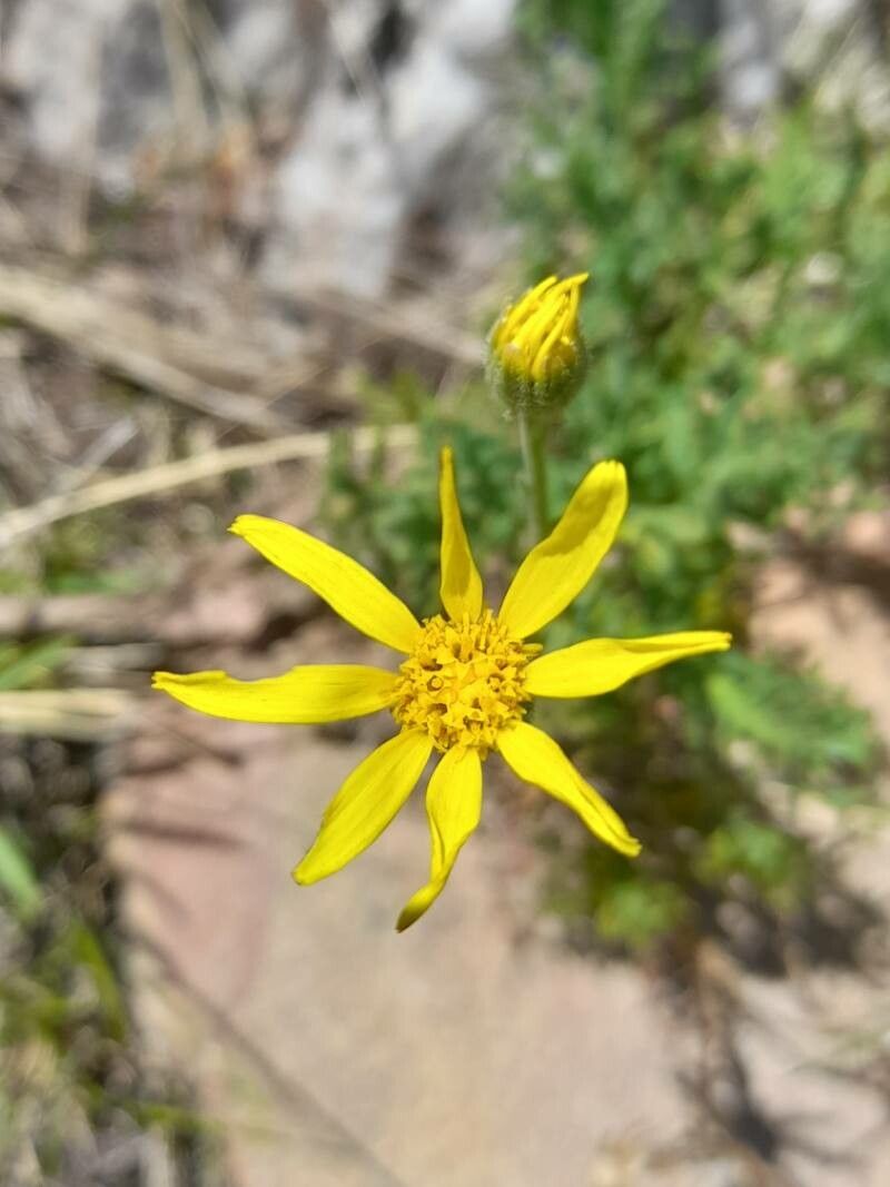 Senecio ventanensis flower