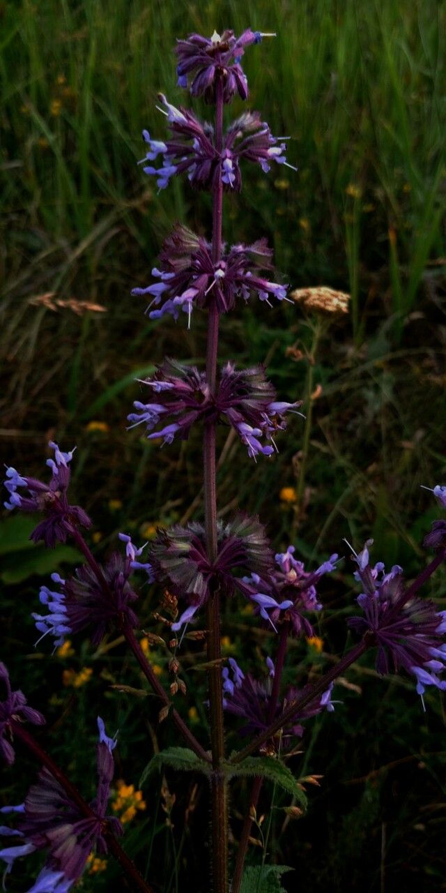 Salvia verticillata flower