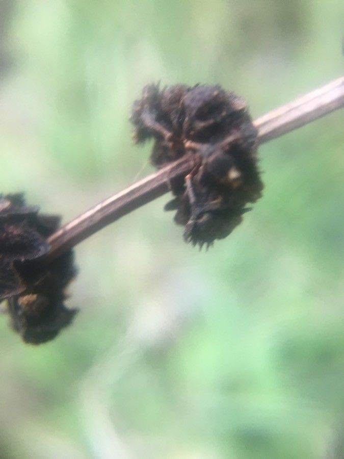 Salvia mellifera fruit