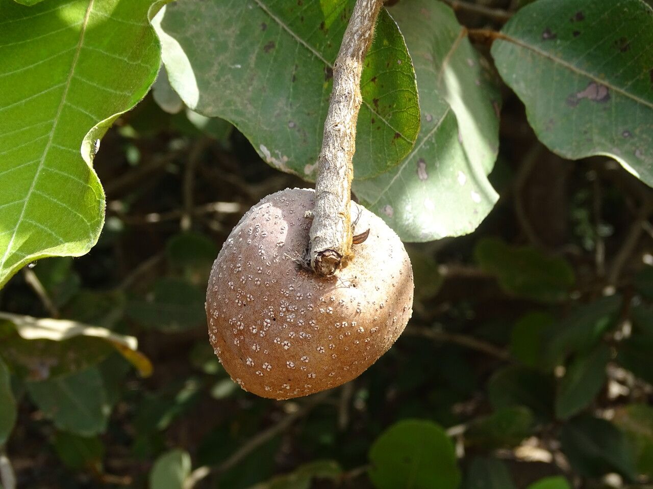 Neocarya macrophylla fruit