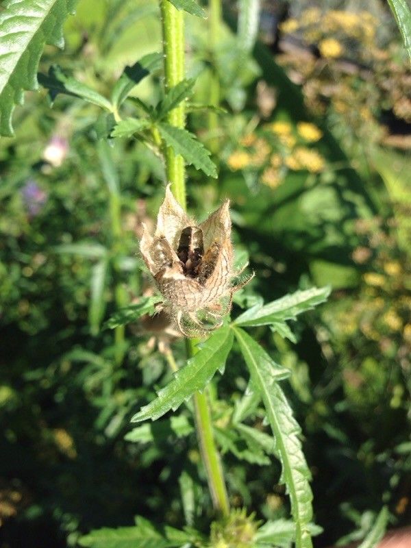 Hibiscus cannabinus fruit