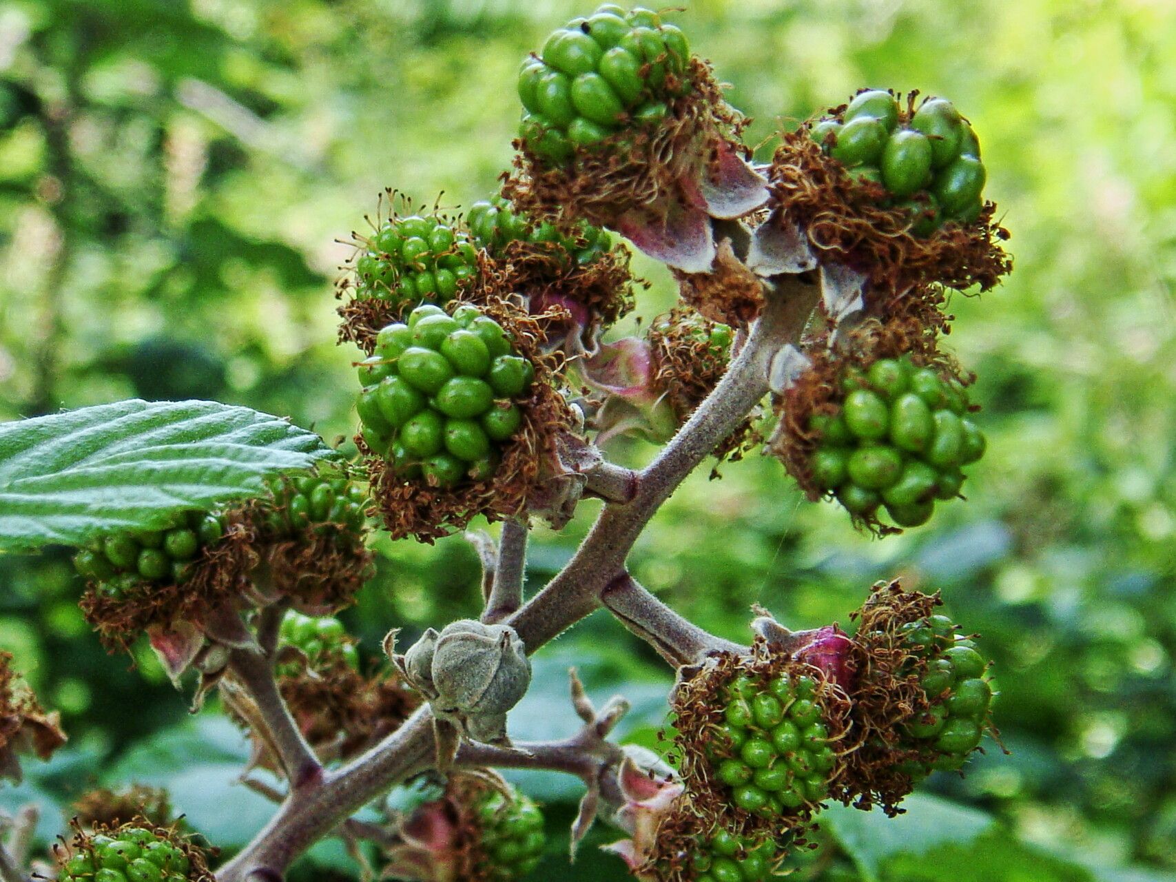 Rubus elegantispinosus fruit