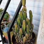 Acanthocereus tetragonus