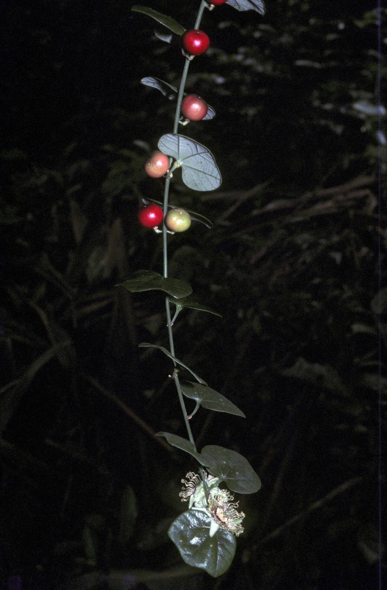 Passiflora fanchoniae other