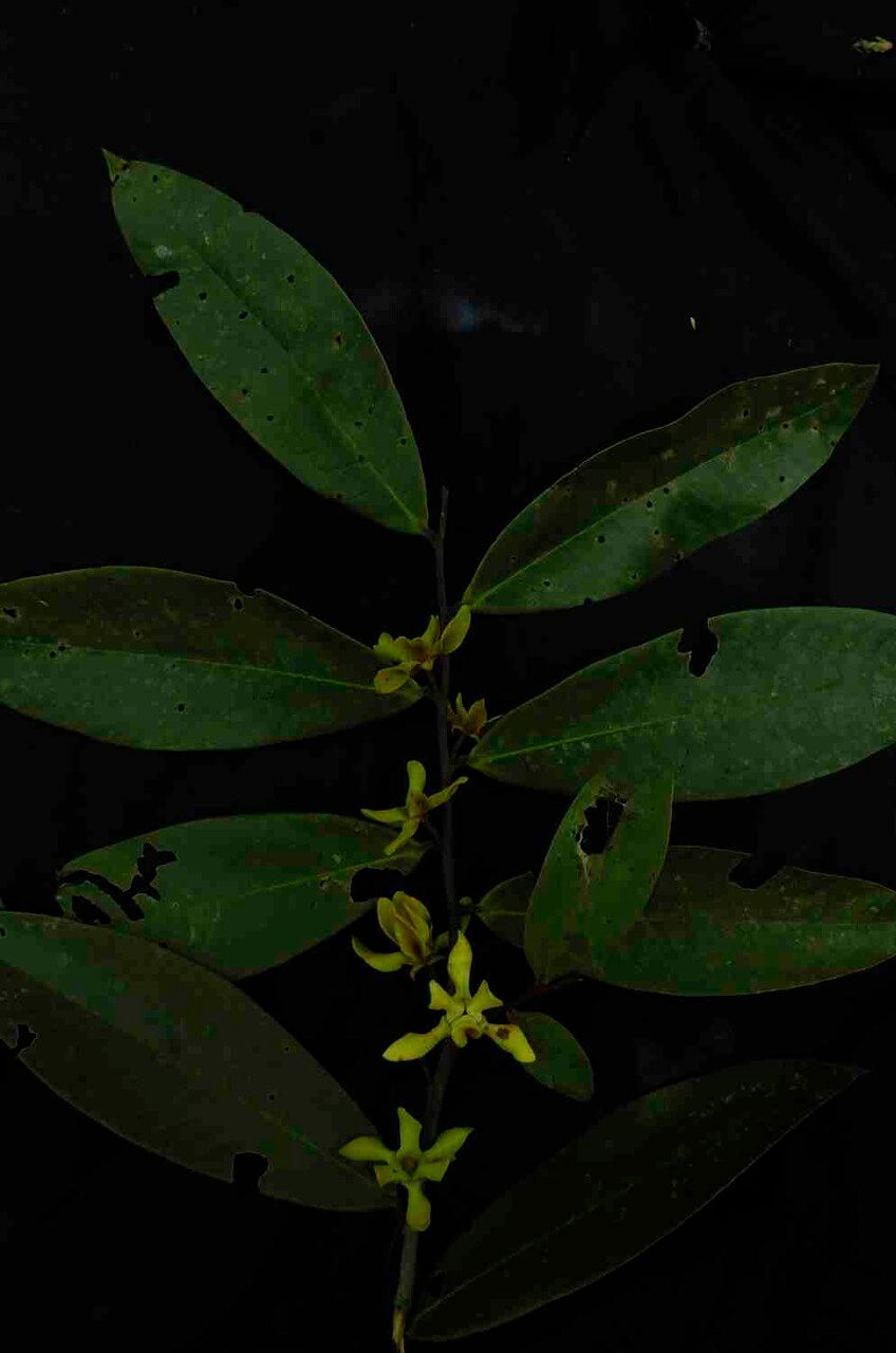 Guatteria blepharophylla leaf