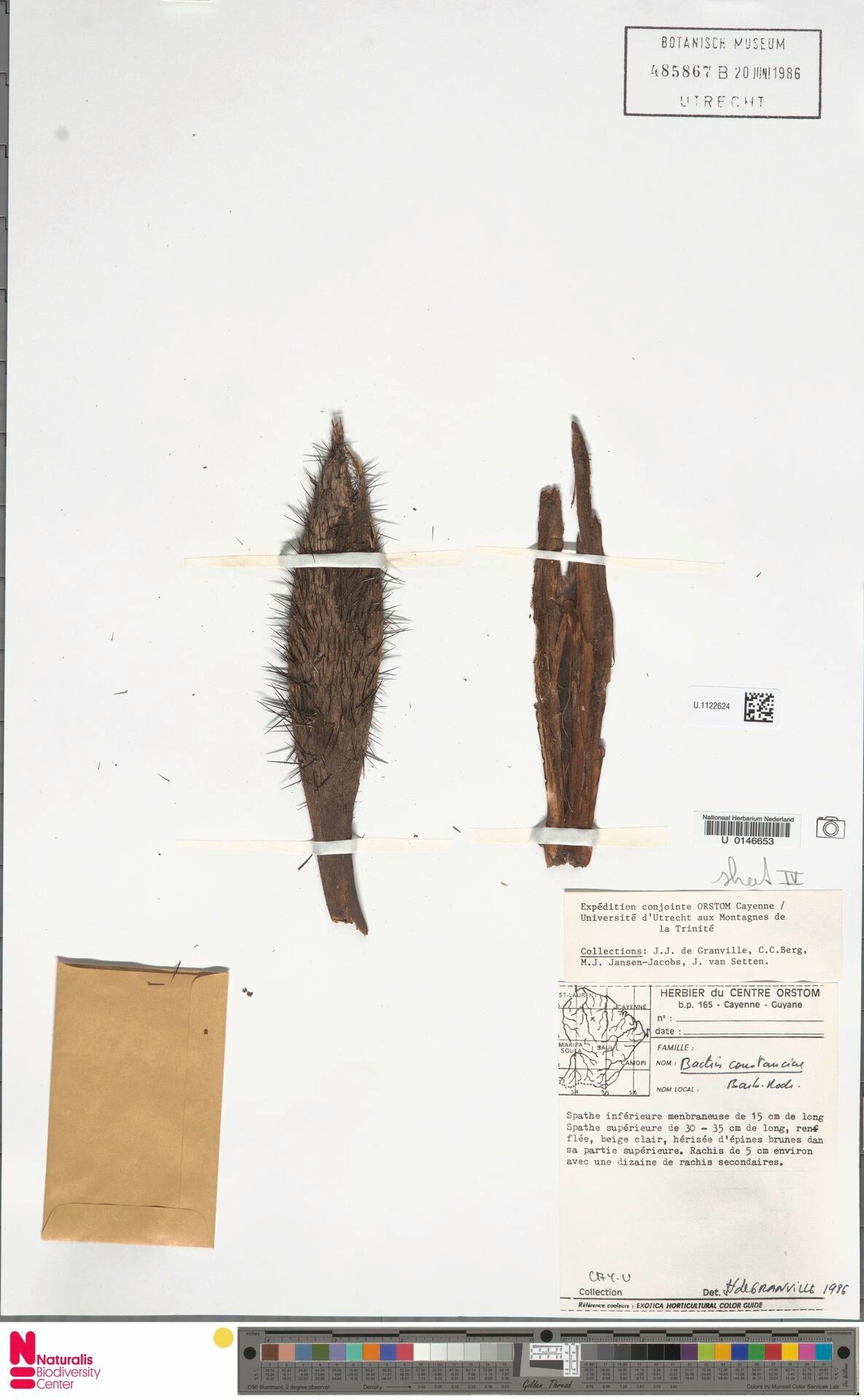 Bactris constanciae bark