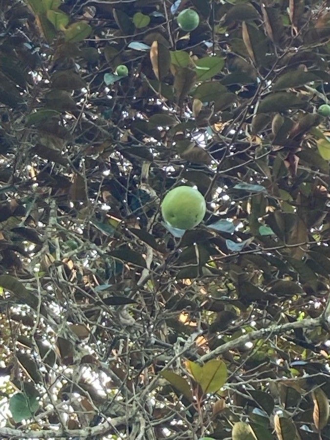 Chrysophyllum cainito fruit
