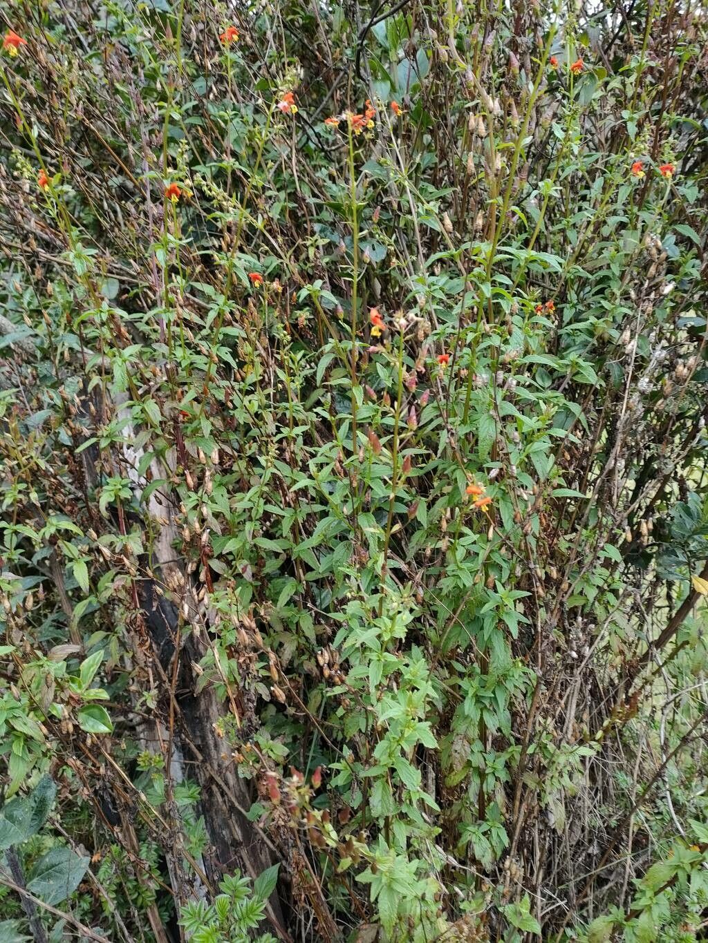 Alonsoa meridionalis habit