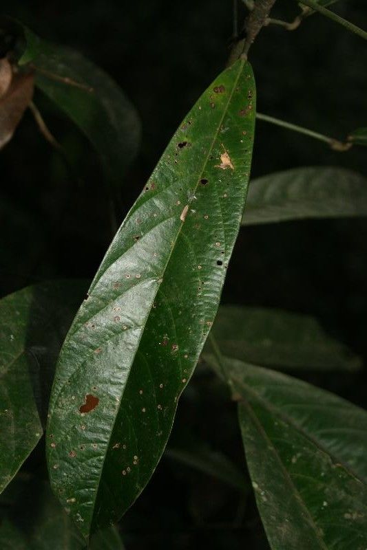 Catostemma fragrans leaf