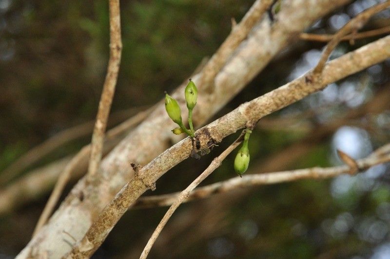 Geniostoma borbonicum fruit