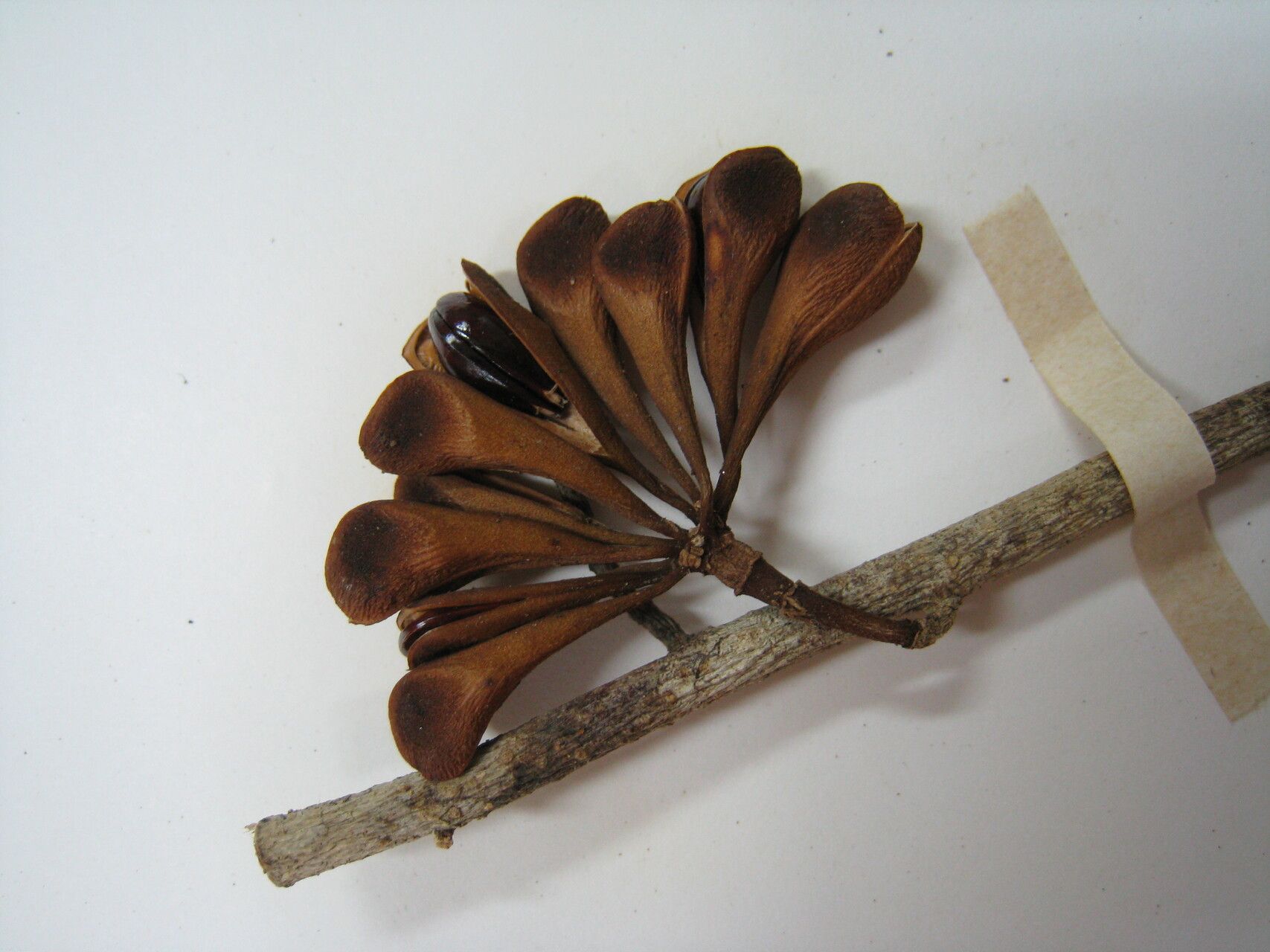 Anaxagorea phaeocarpa other