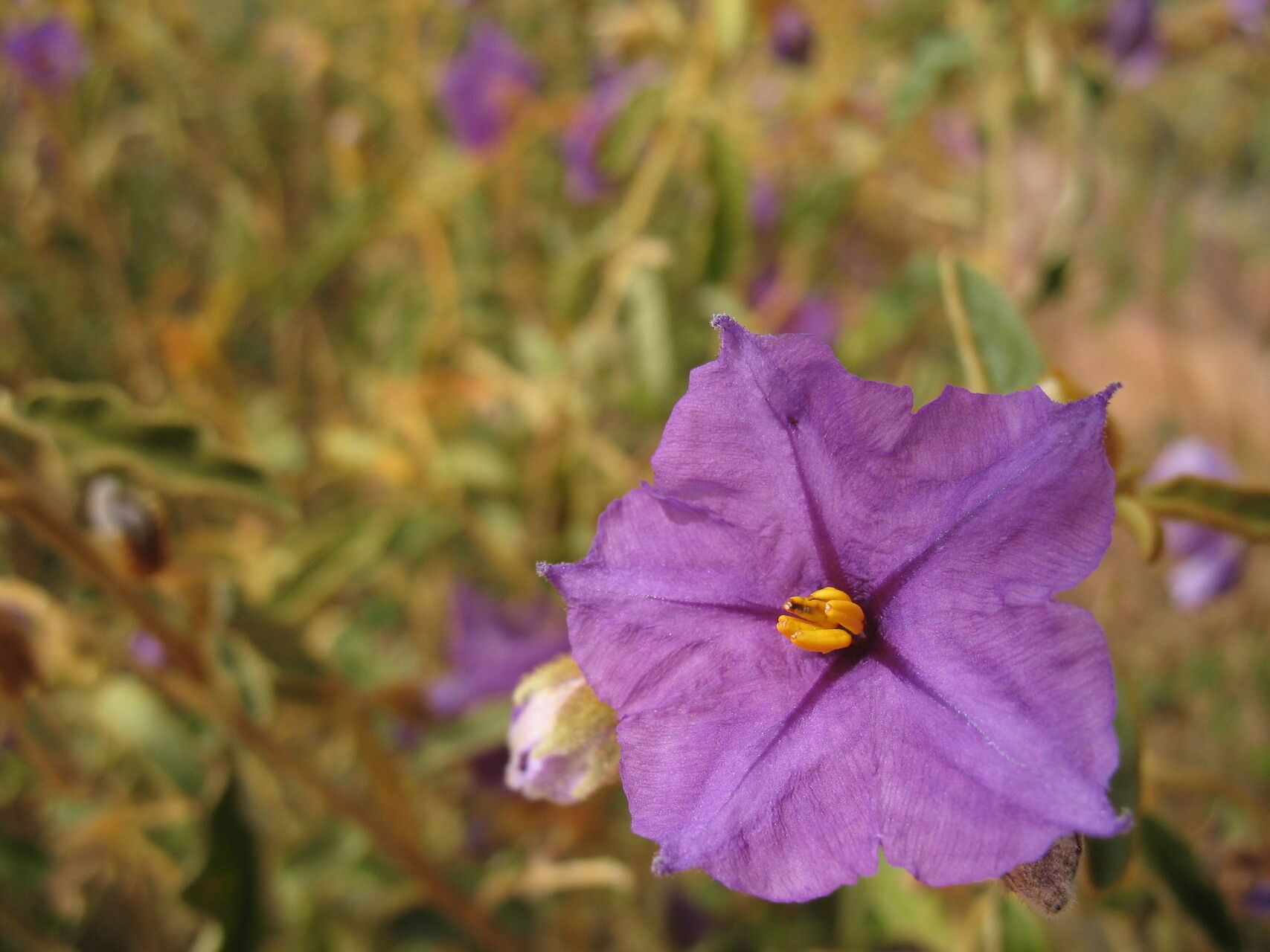 Solanum oldfieldii flower