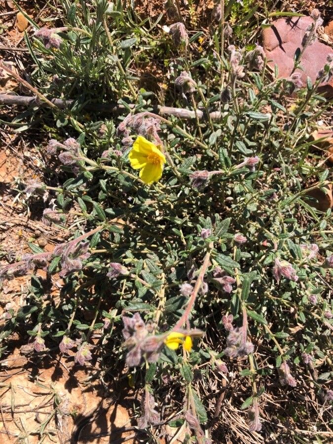 Helianthemum hirtum — houseplant care guide