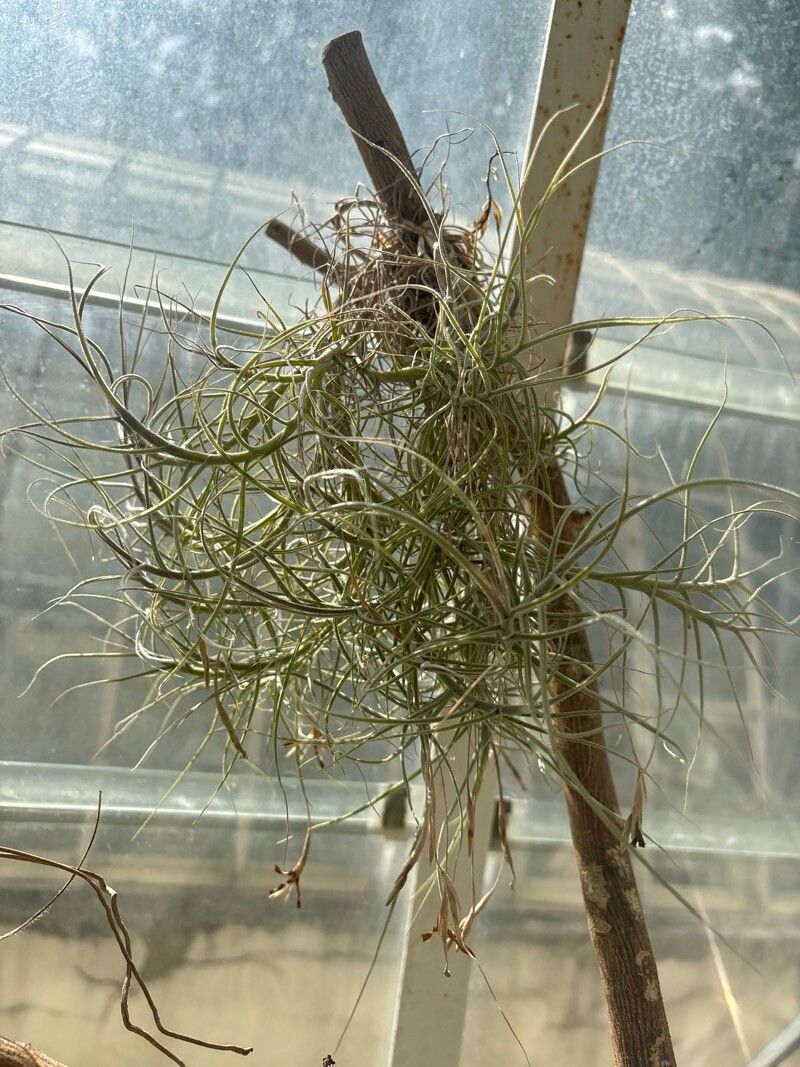 Tillandsia matudae — houseplant care guide