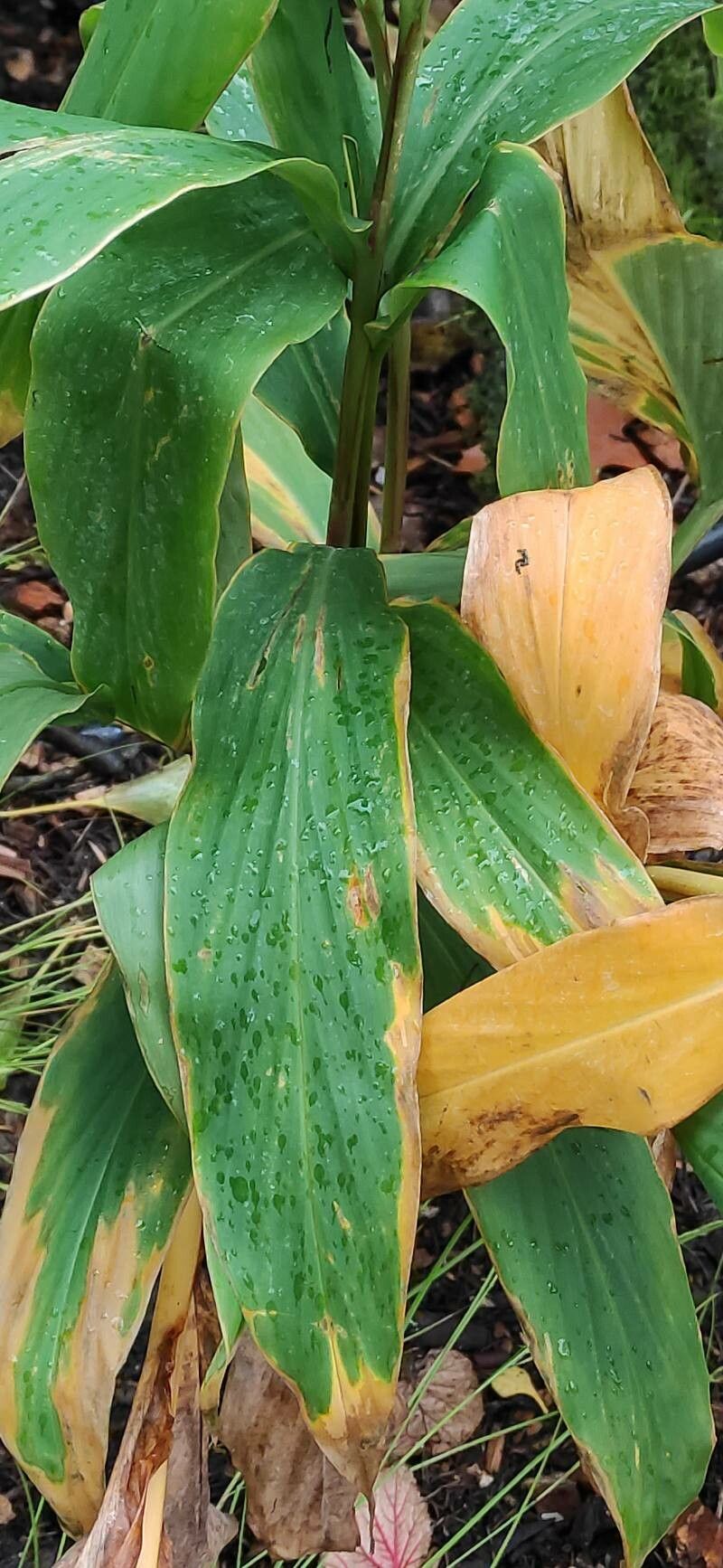 Hedychium densiflorum