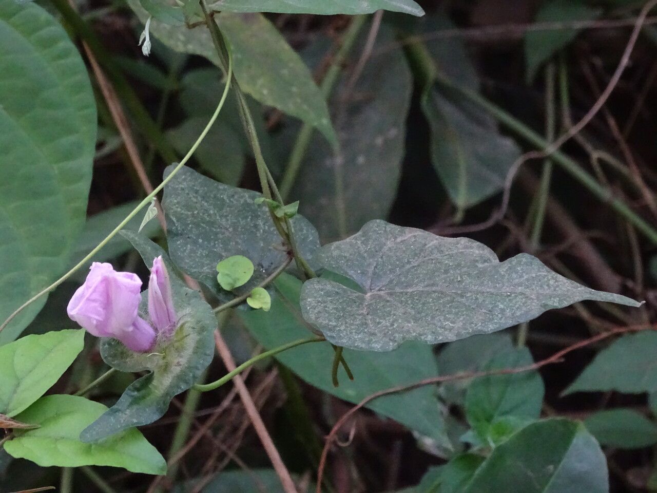 Ipomoea involucrata leaf