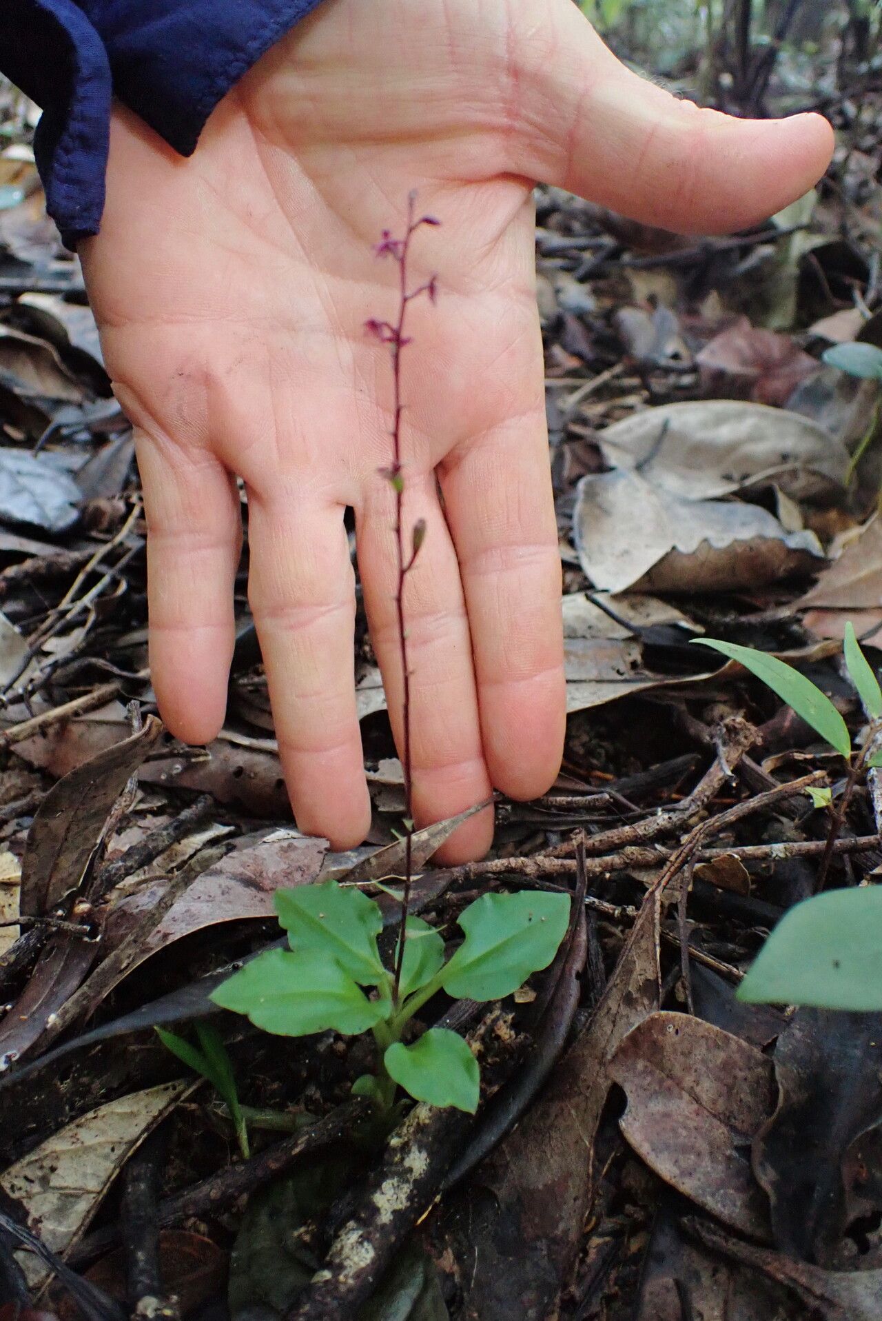 Malaxis weberbaueriana habit