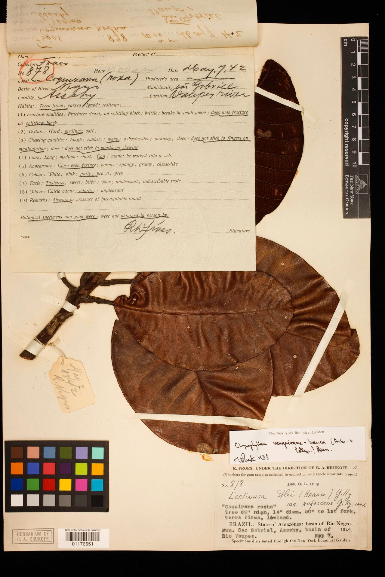 Chrysophyllum ucuquirana-branca leaf