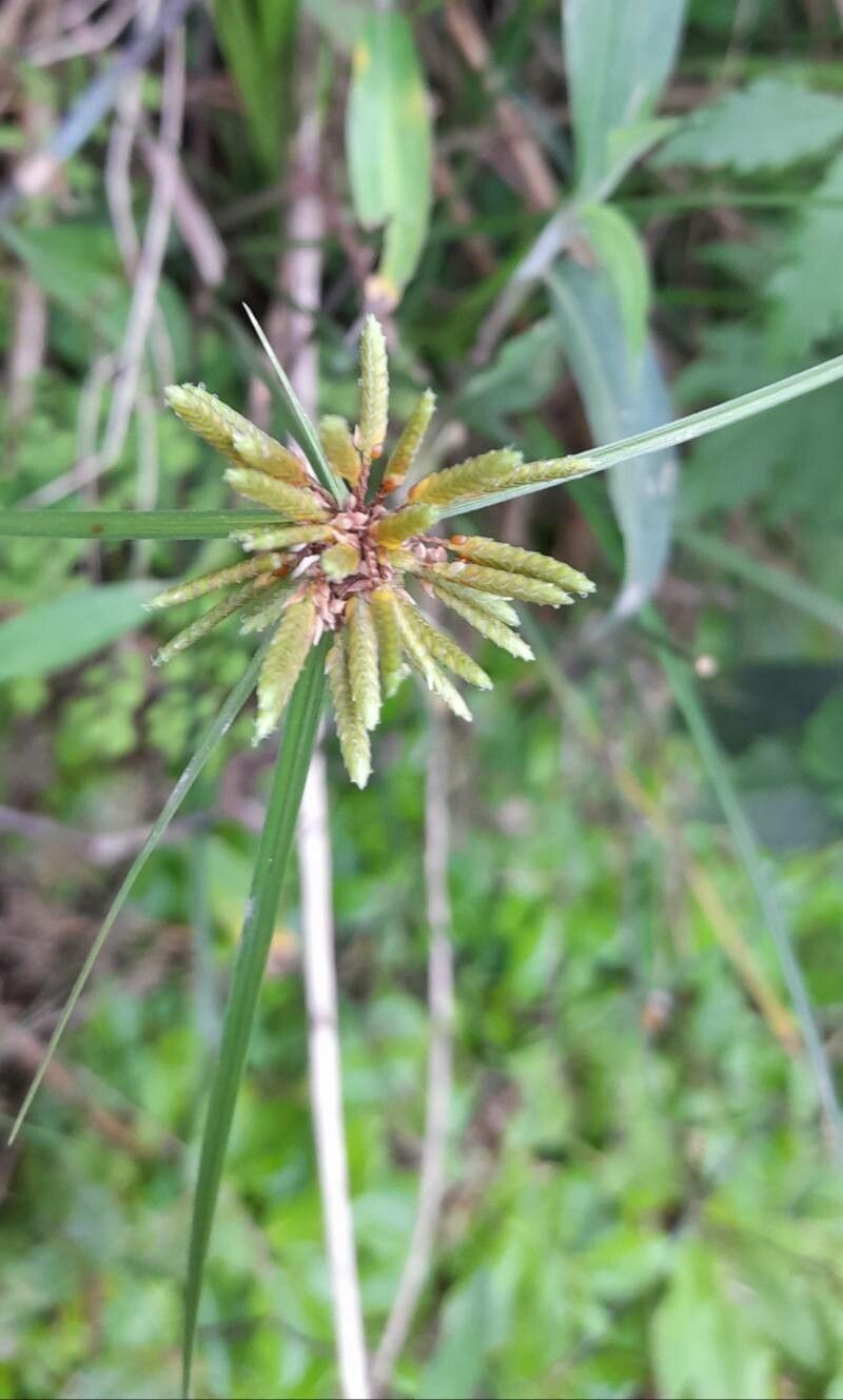 Cyperus incomtus habit