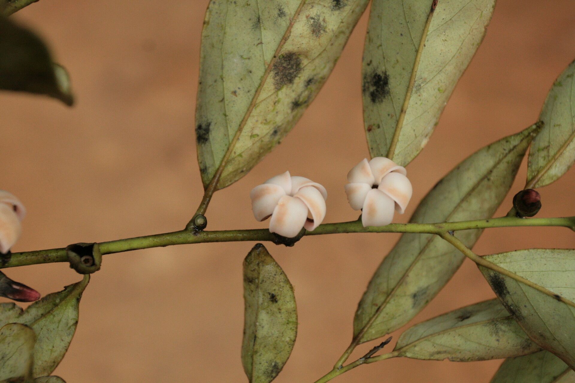 Diospyros sanza-minika flower