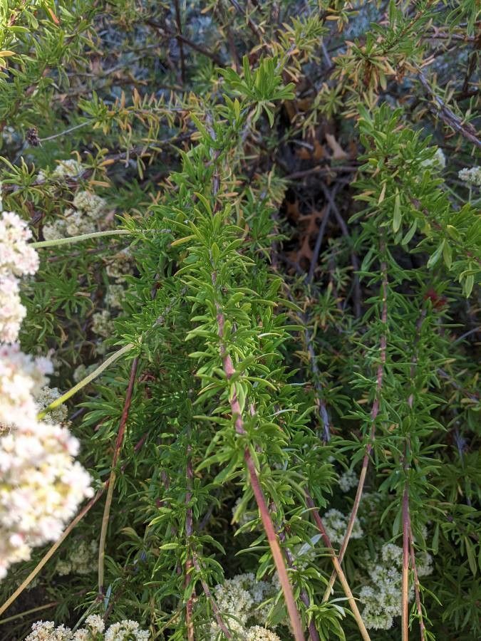 Eriogonum fasciculatum — search result for 'Eriogonum'