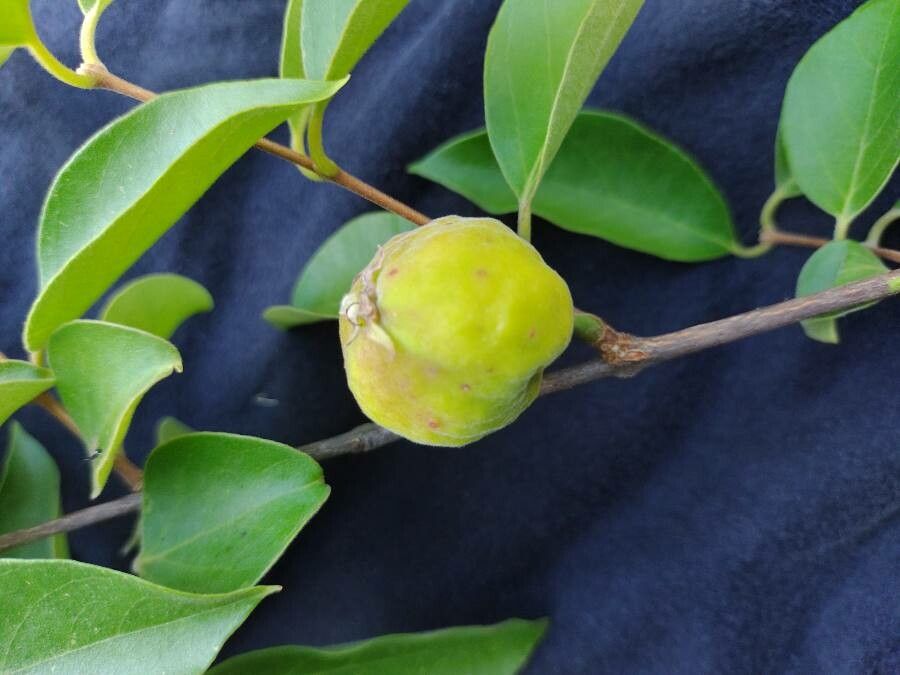 Eugenia myrcianthes fruit