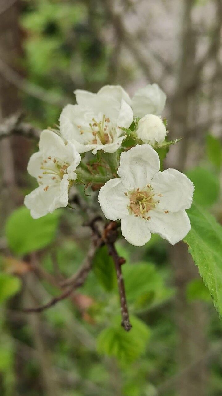 Crataegus coccinea flower