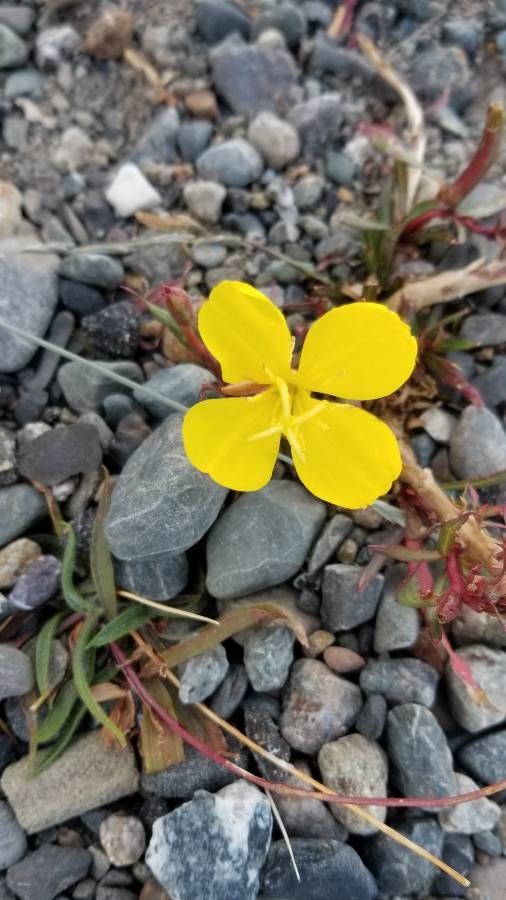 Oenothera magellanica habit