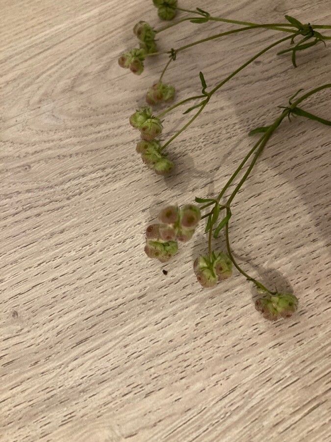 Valerianella vesicaria flower