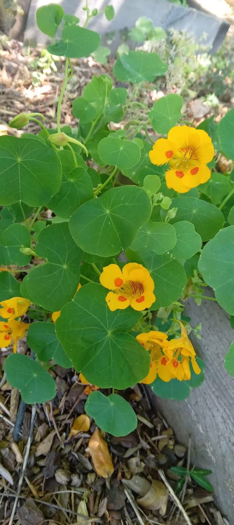 Tropaeolum minus habit