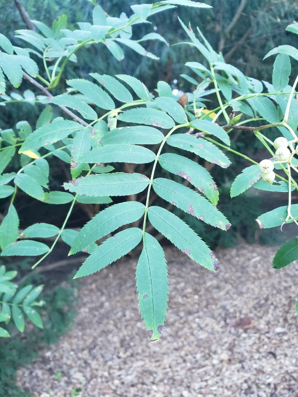 Sorbus hupehensis — houseplant care guide