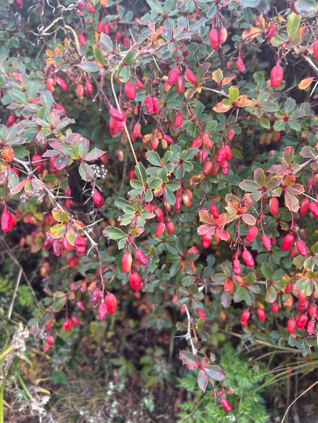 Berberis concinna — houseplant care guide