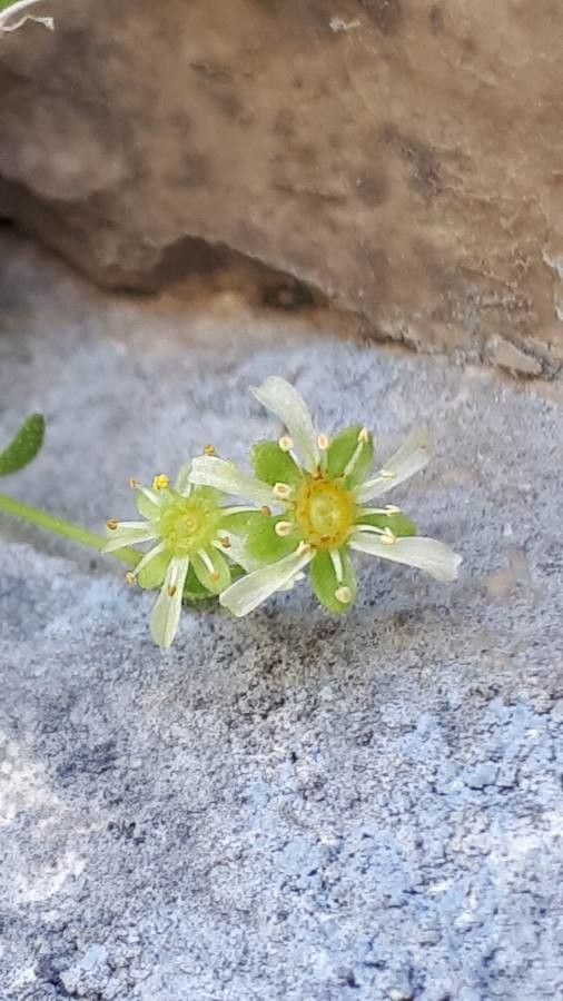 Saxifraga presolanensis flower