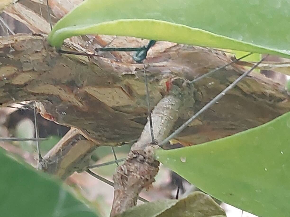 Rhodocactus bahiensis bark