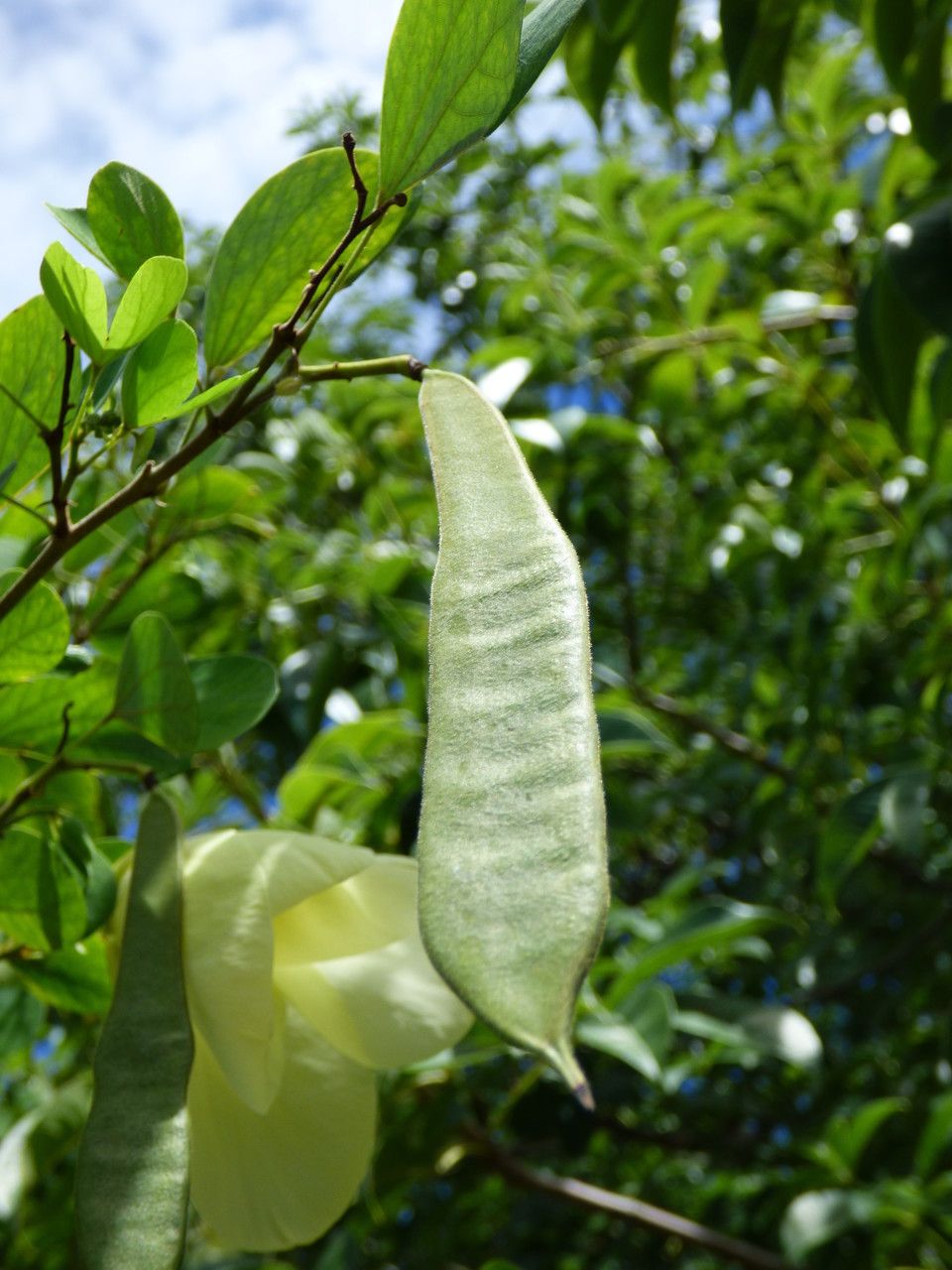 Bauhinia tomentosa fruit
