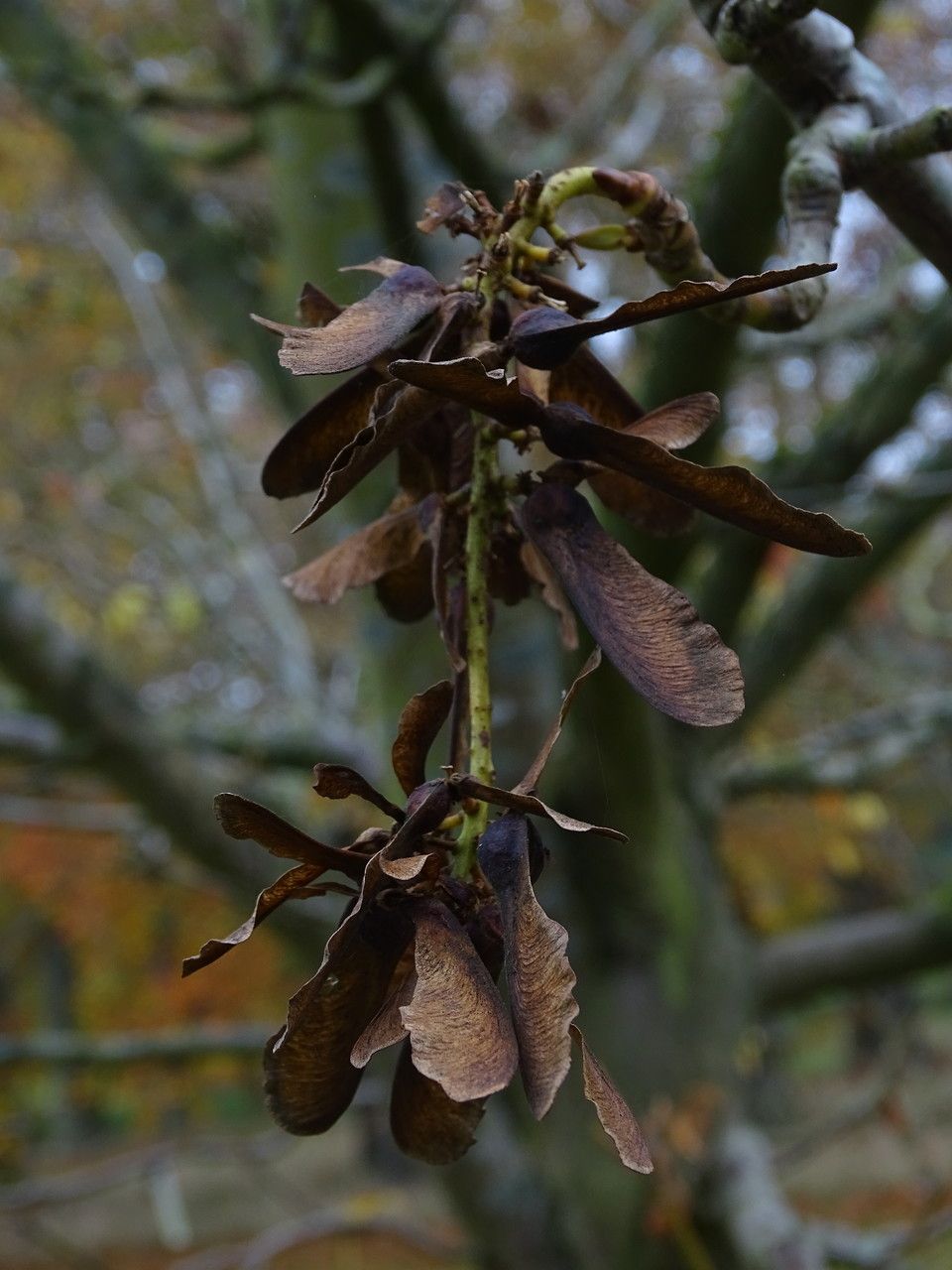 Acer nipponicum fruit