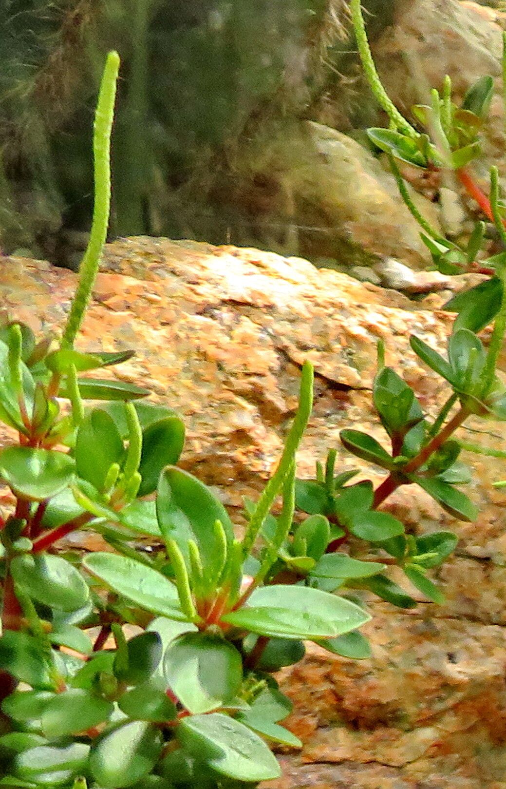 Peperomia polzii flower
